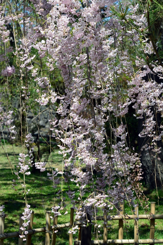 1258_弘前公園_青森