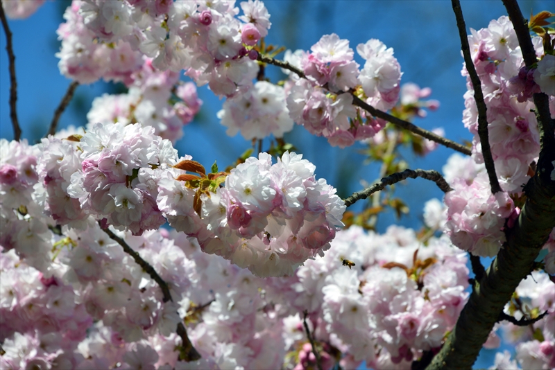 1259_弘前公園_青森