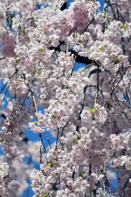 1145_弘前公園_青森