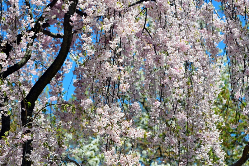 1147_弘前公園_青森