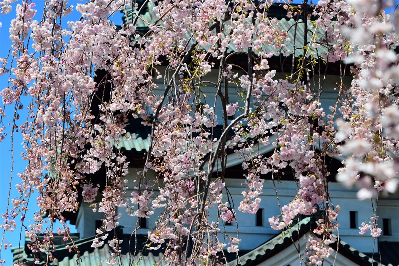 1149_弘前公園_青森