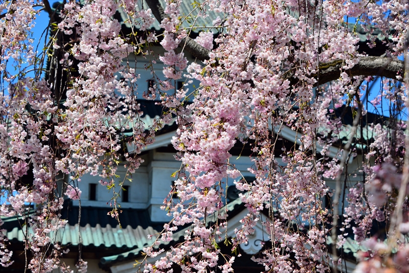 1150_弘前公園_青森