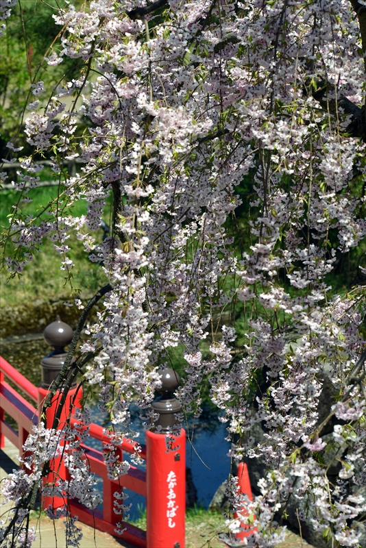 1153_弘前公園_青森