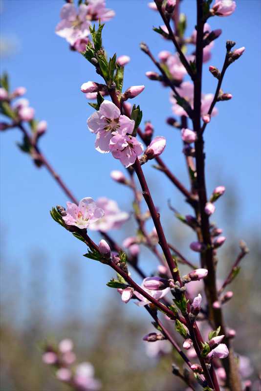 1054_日本のさくら（素材）_日本