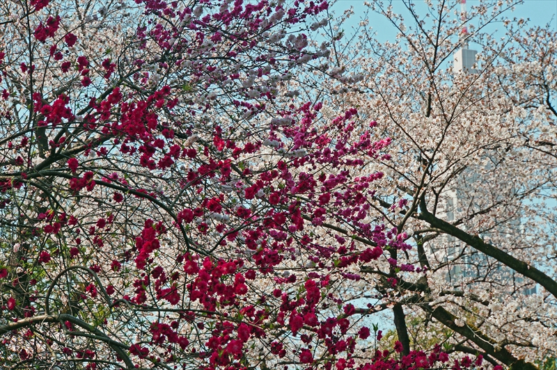 1122_新宿御苑_東京