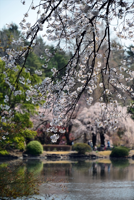 1123_新宿御苑_東京