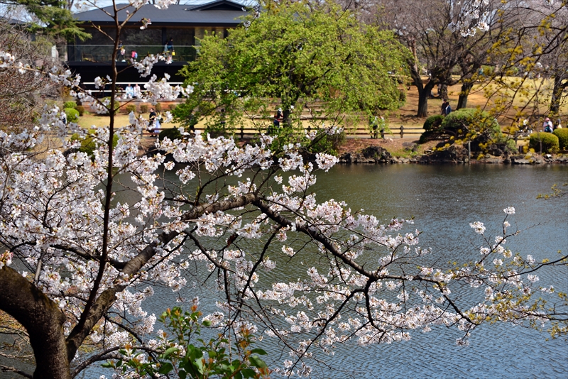 1125_新宿御苑_東京