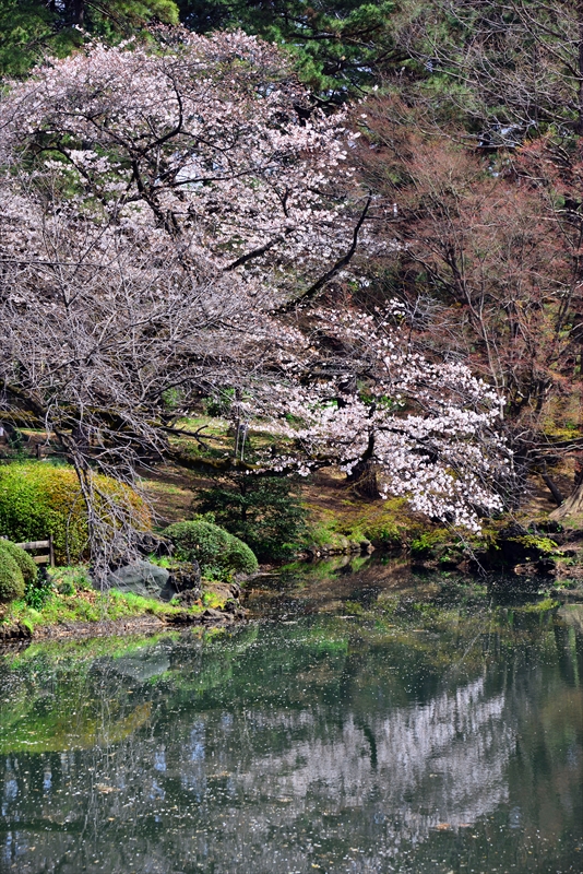 1128_新宿御苑_東京
