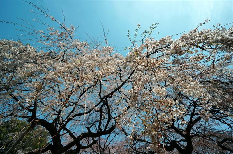 1129_新宿御苑_東京