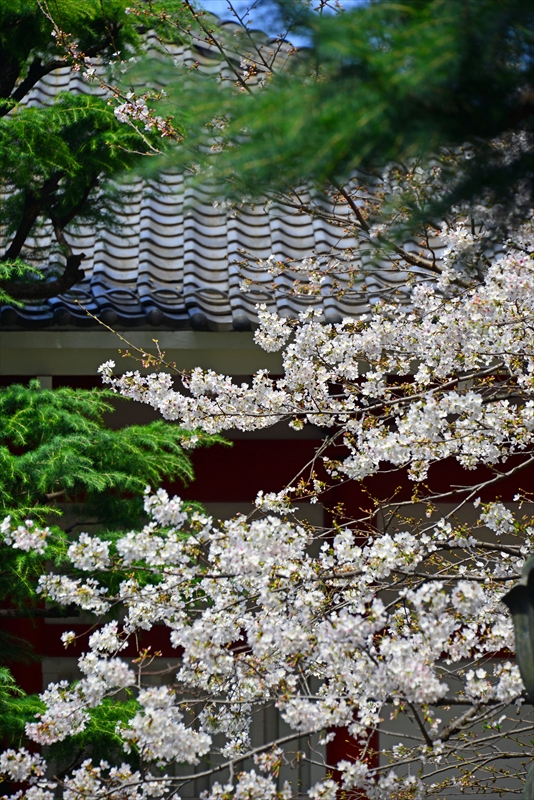 1133_新宿御苑_東京