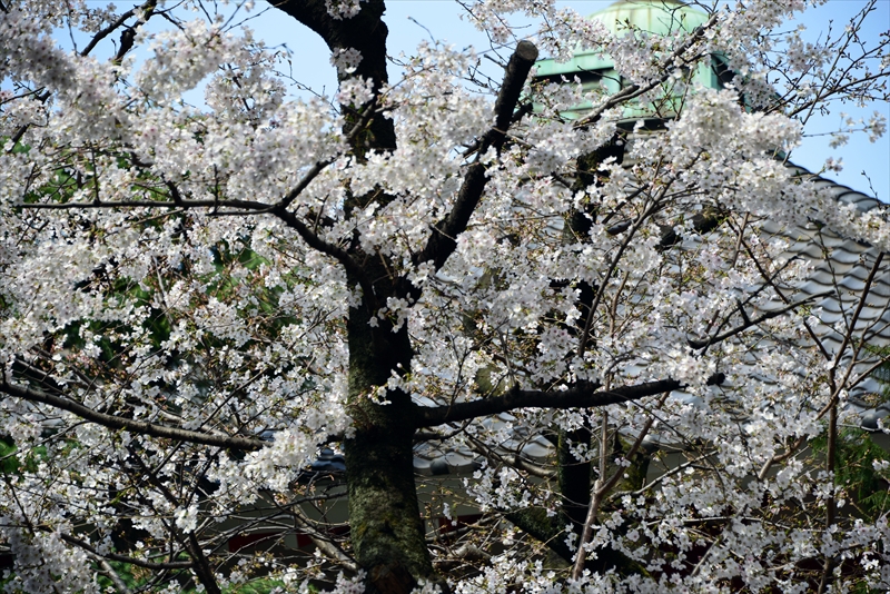 1135_新宿御苑_東京