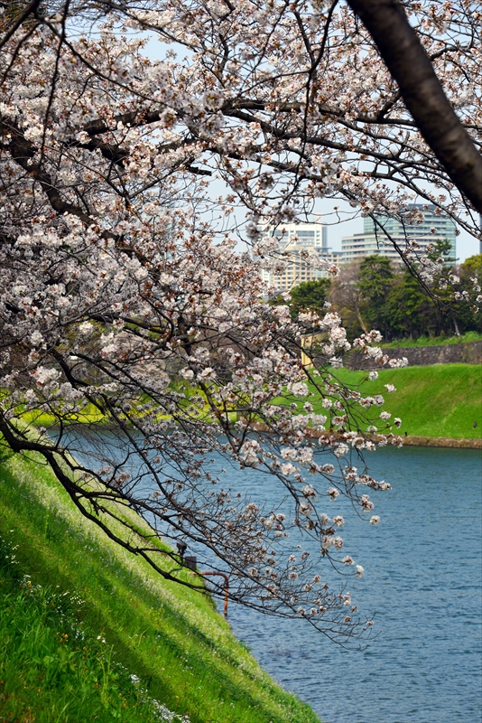 1105_千鳥ヶ淵_東京