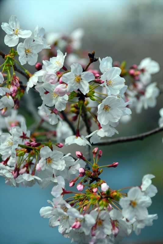 1055_日本のさくら（素材）_日本
