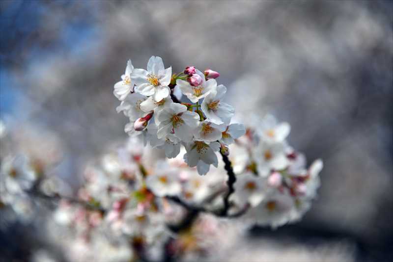 1056_日本のさくら（素材）_日本