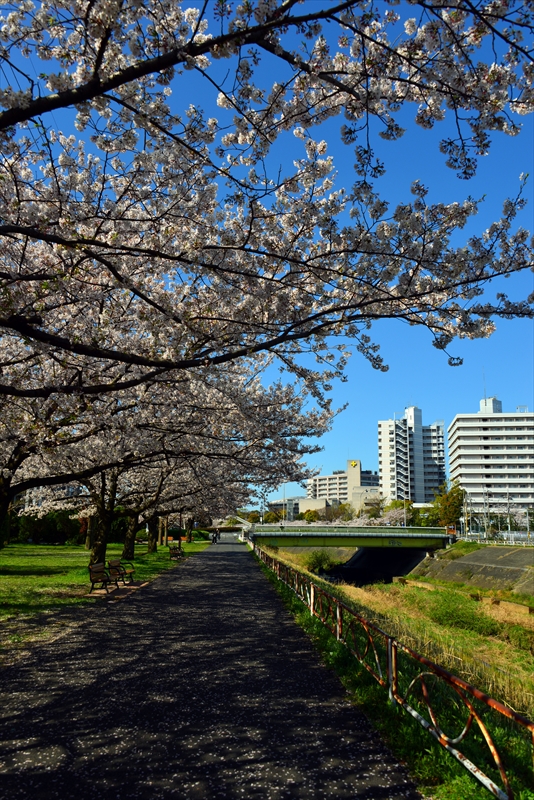 1078_新横浜公園_神奈川