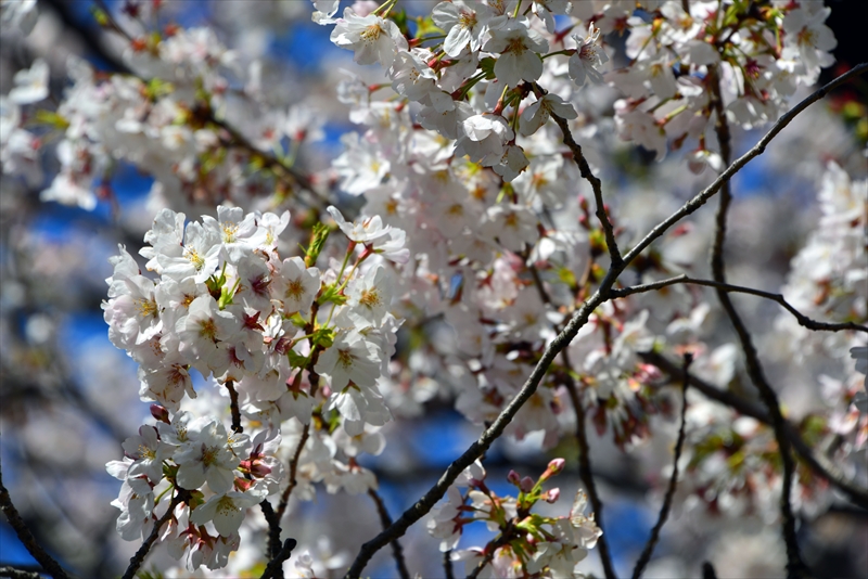 1080_新横浜公園_神奈川