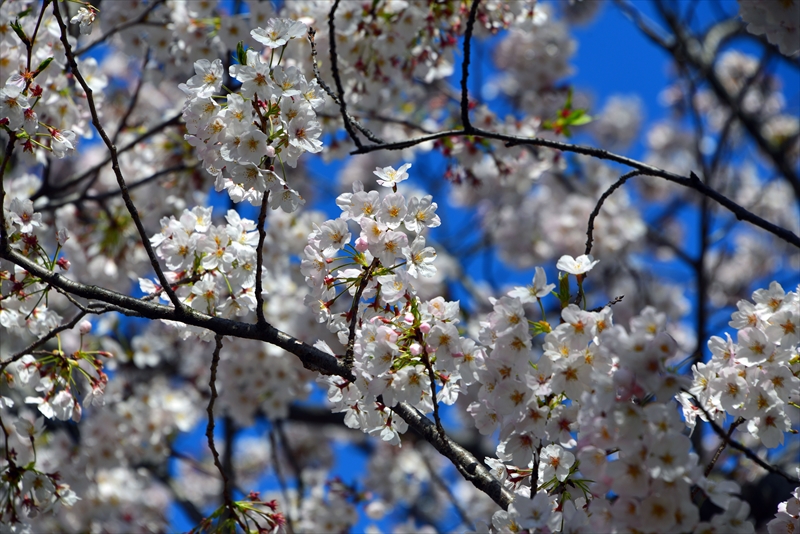 1081_新横浜公園_神奈川