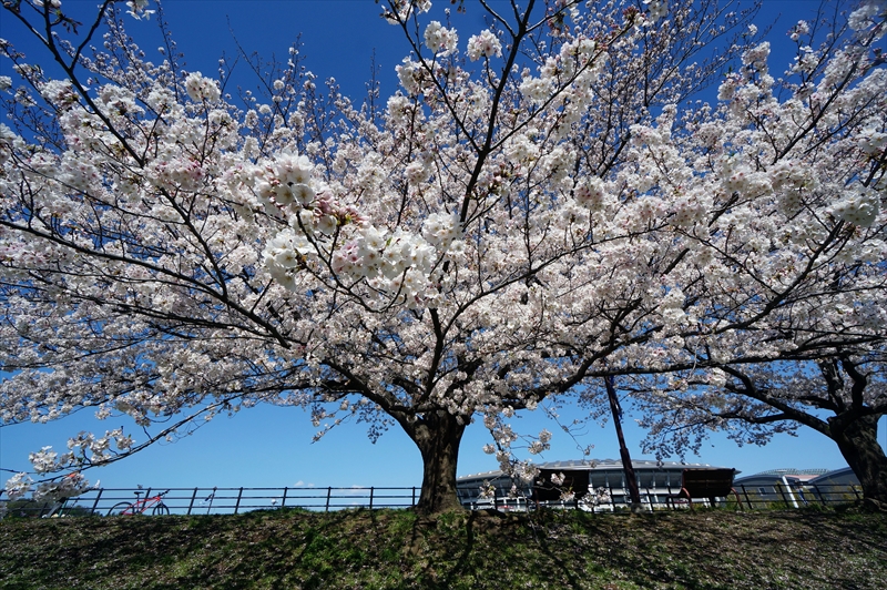 1086_新横浜公園_神奈川