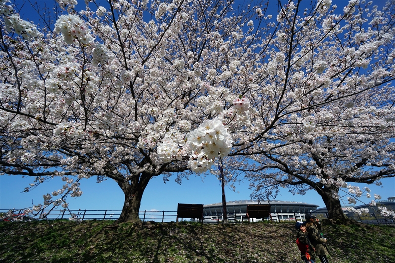 1087_新横浜公園_神奈川