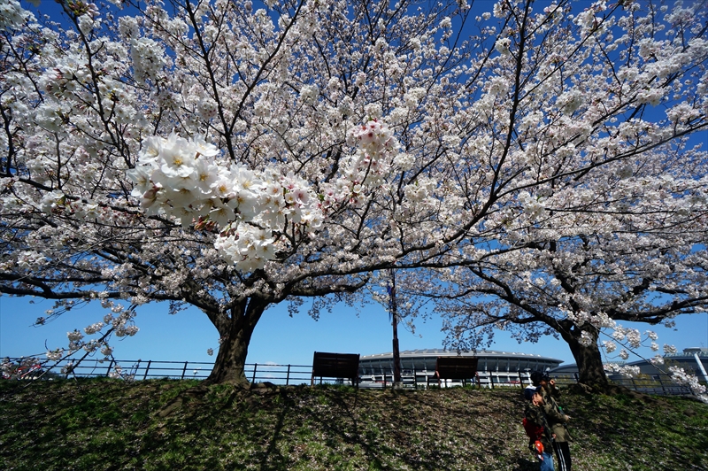 1088_新横浜公園_神奈川