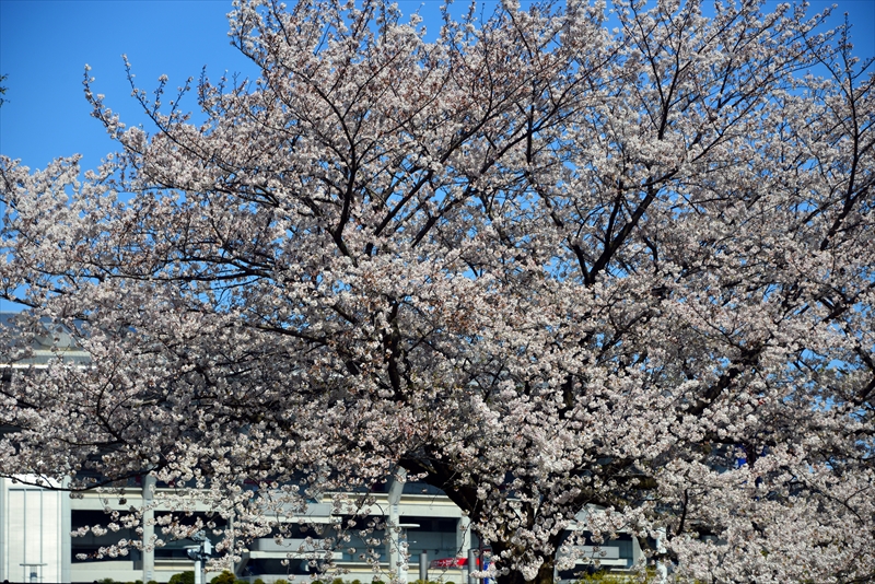 1089_新横浜公園_神奈川