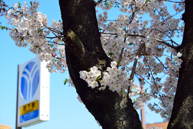 1131_岸根公園_神奈川