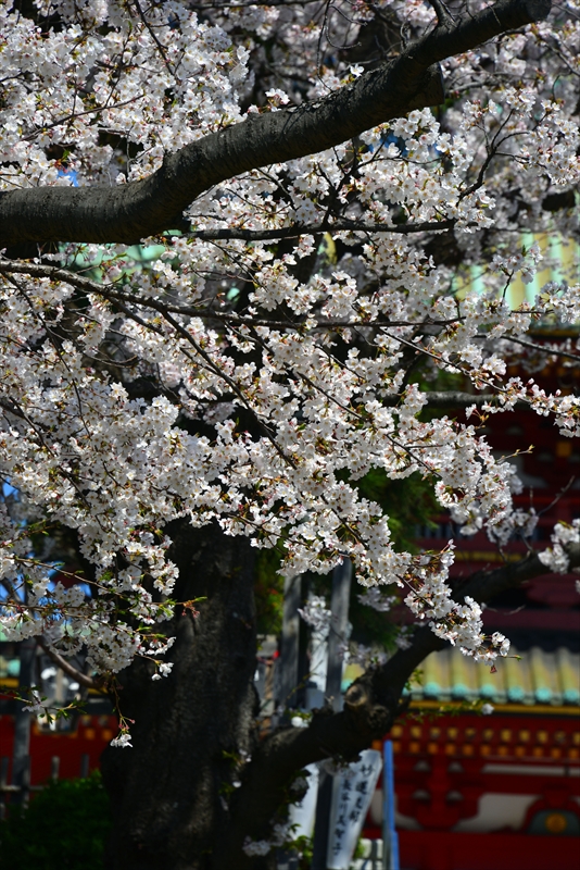 1101_孝道山_神奈川