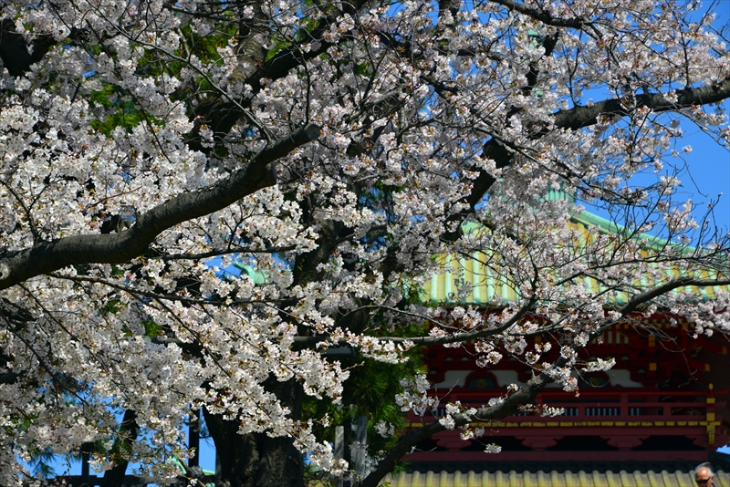 1103_孝道山_神奈川