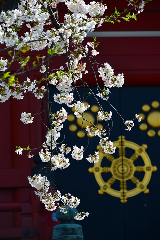 1105_孝道山_神奈川