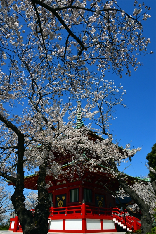 1108_孝道山_神奈川