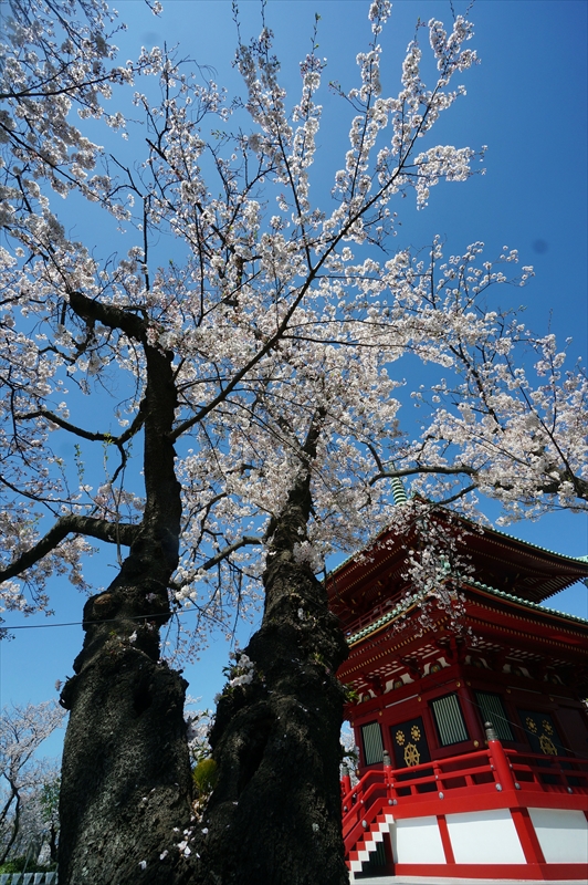 1110_孝道山_神奈川
