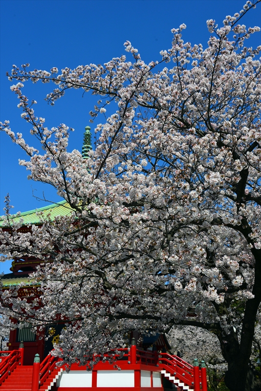 1112_孝道山_神奈川