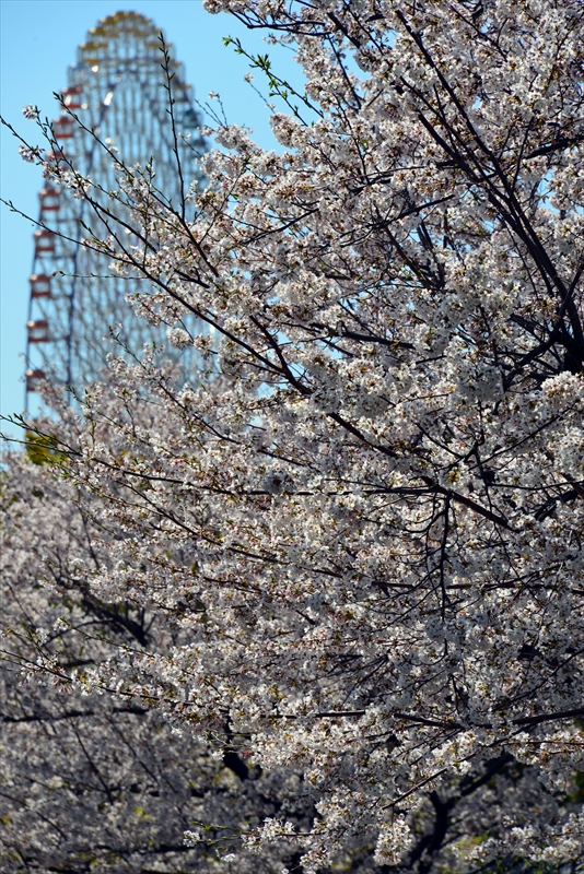 1069_なとみらい_神奈川