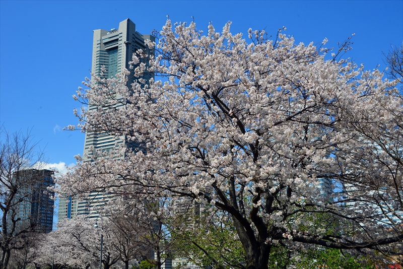 1081_なとみらい_神奈川