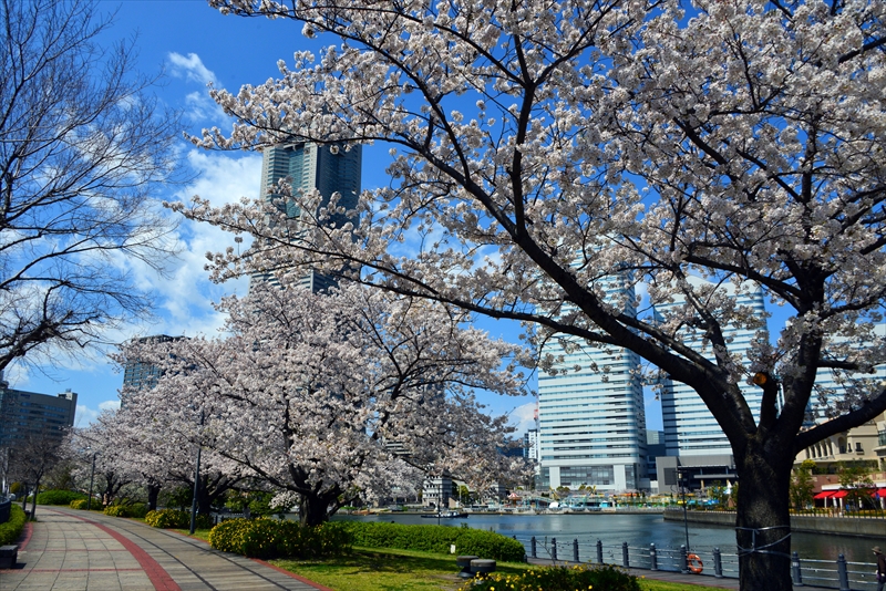 1092_なとみらい_神奈川