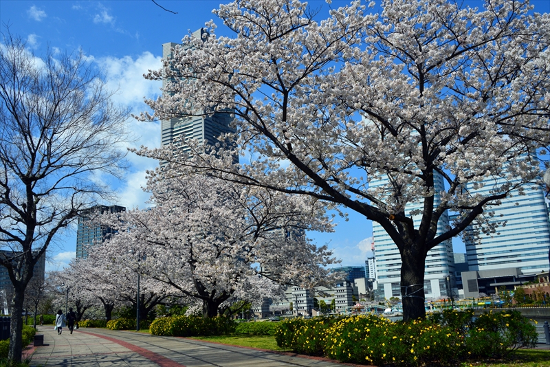 1094_なとみらい_神奈川