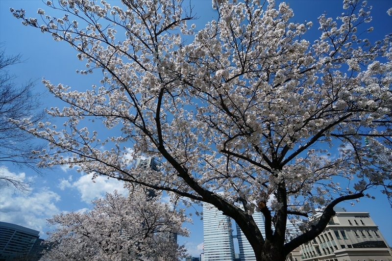 1096_なとみらい_神奈川