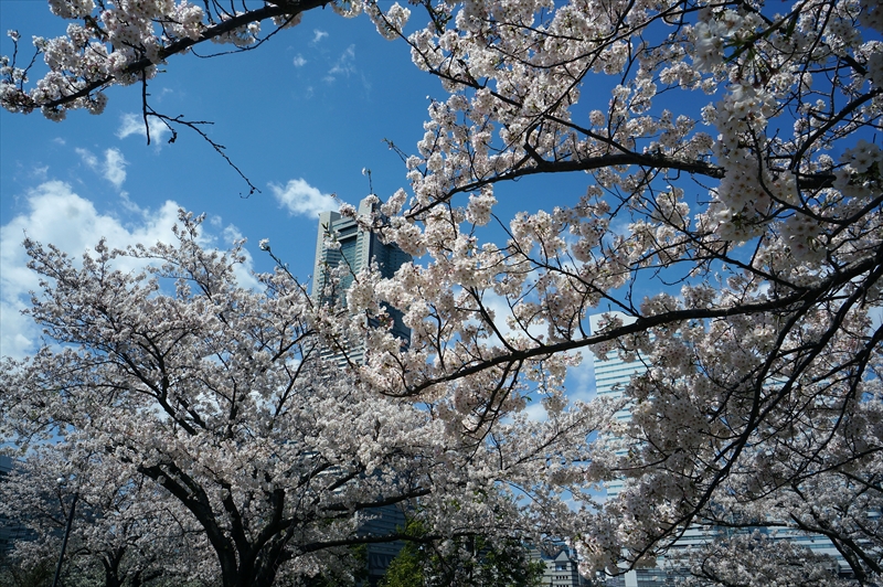 1098_なとみらい_神奈川