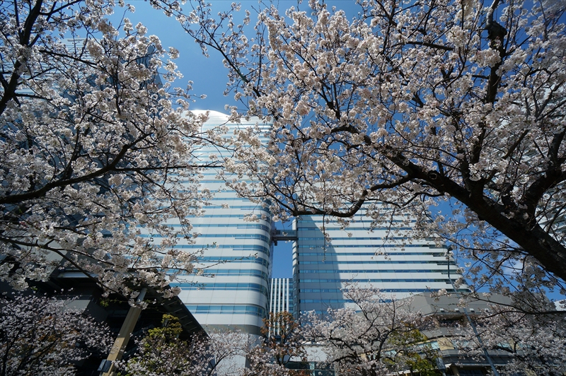 1101_なとみらい_神奈川