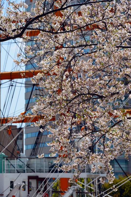 1106_なとみらい_神奈川