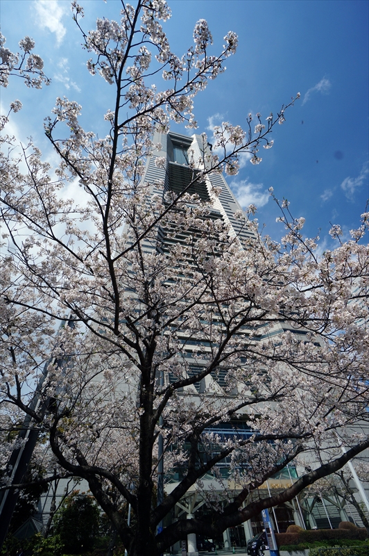 1109_なとみらい_神奈川