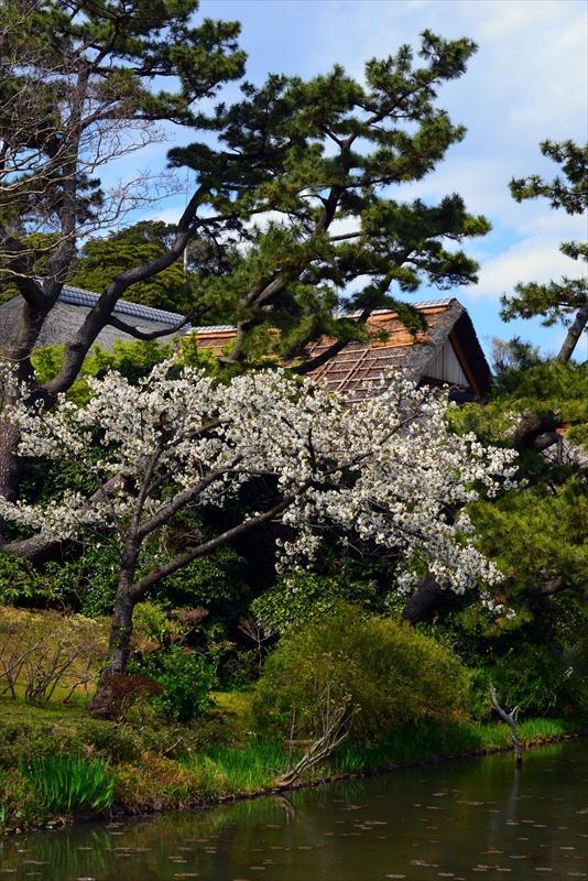 1133_三渓園_神奈川