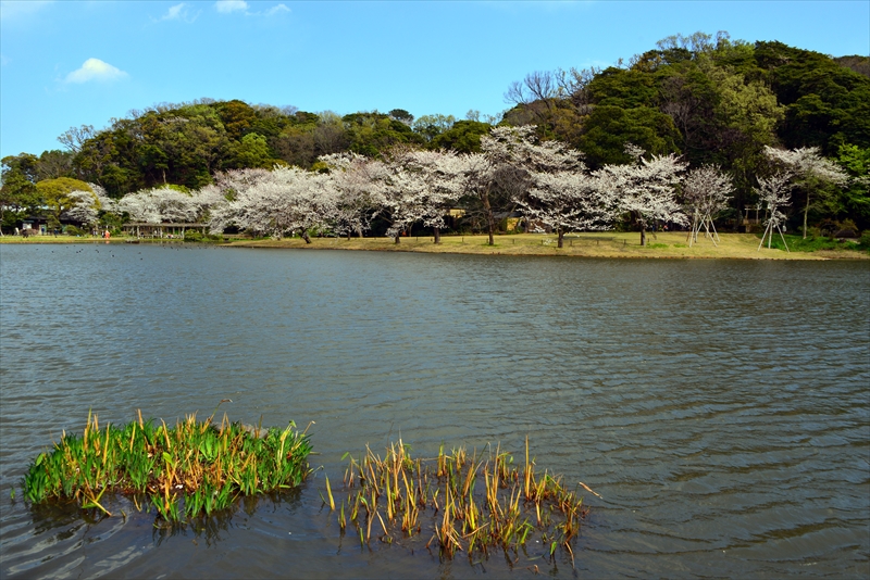 1137_三渓園_神奈川