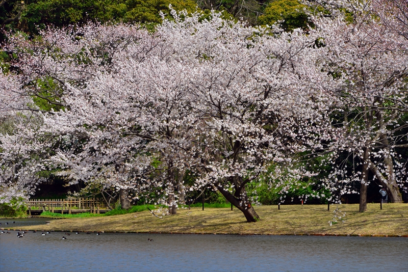 1140_三渓園_神奈川