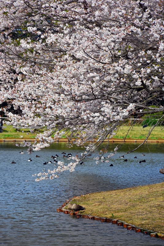 1143_三渓園_神奈川
