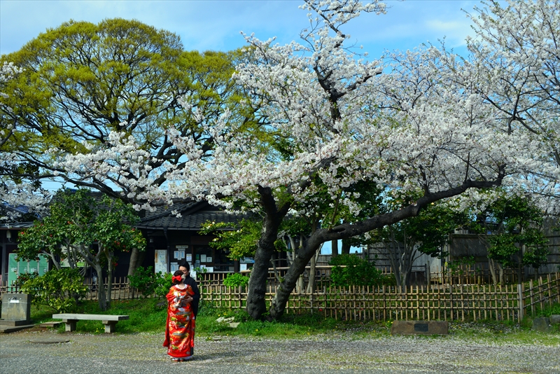 1145_三渓園_神奈川