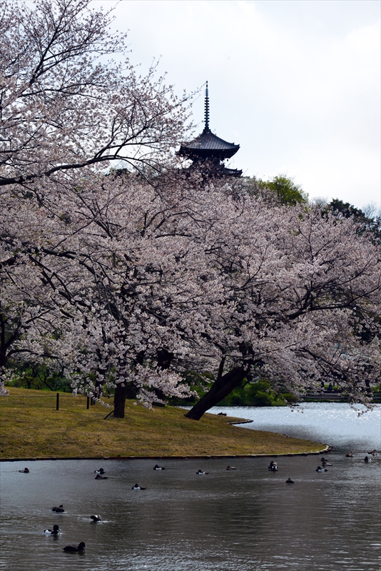 1147_三渓園_神奈川