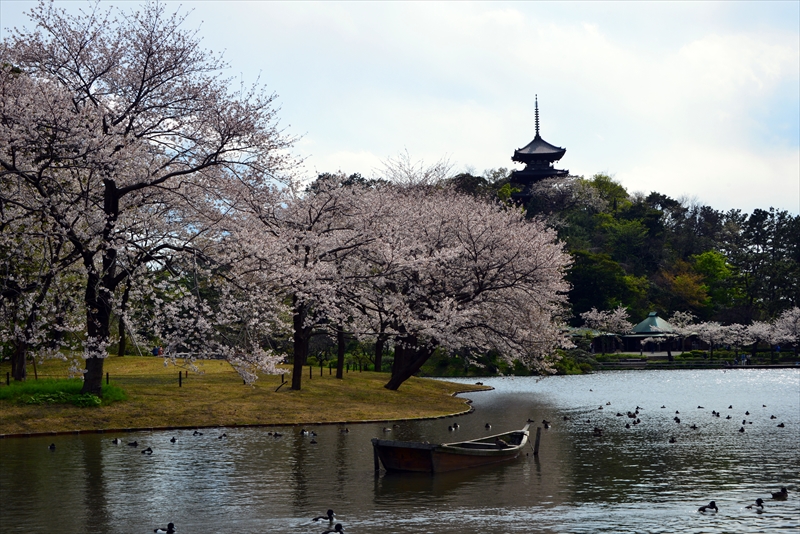 1148_三渓園_神奈川