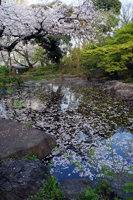 1118_掃部山公園_神奈川