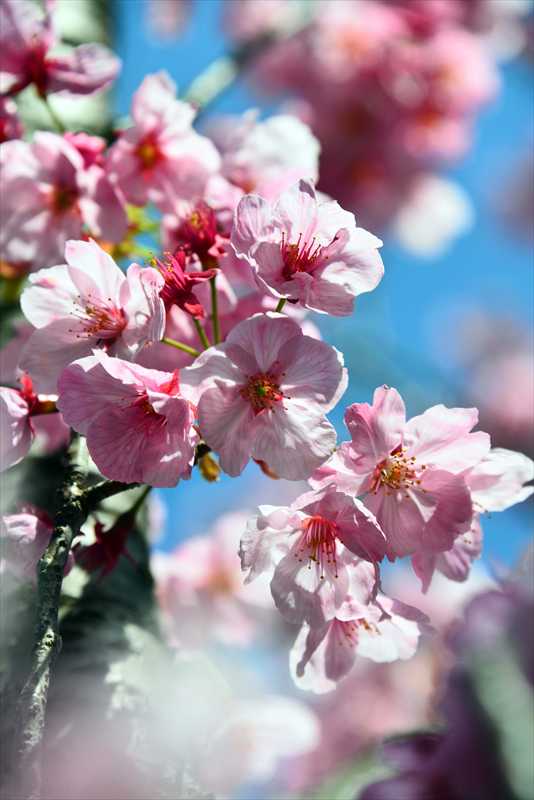 1057_日本のさくら（素材）_日本